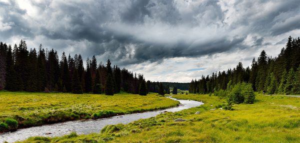 stream and pine forest