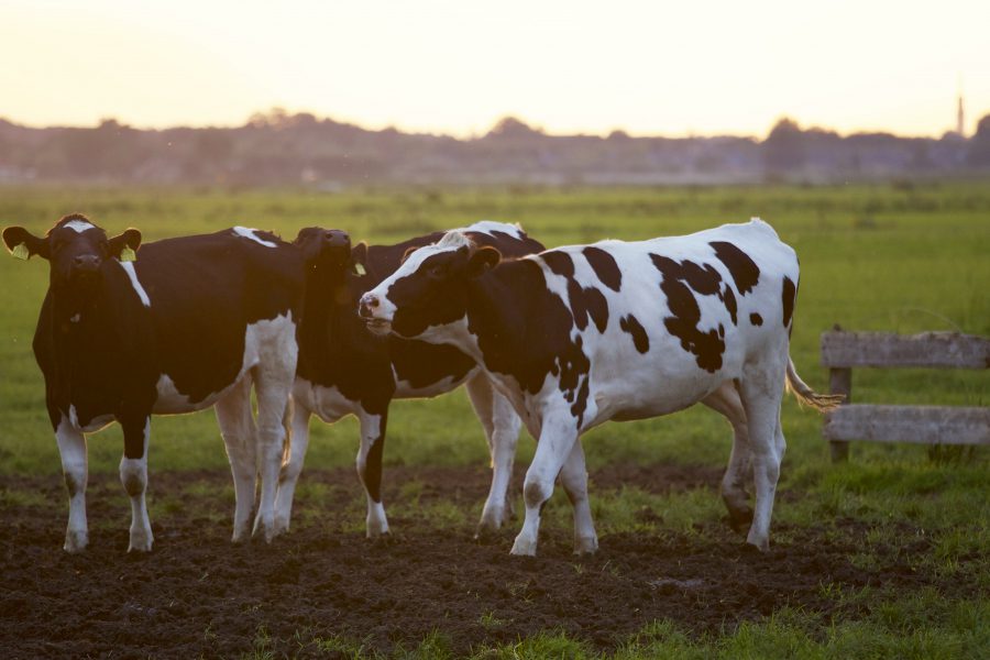 Dairy cows in field