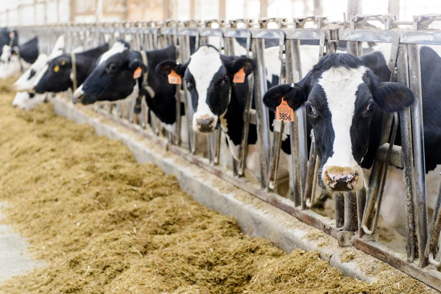shows dairy cows in confinement feeding area