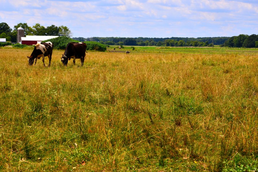 Cattle grazing in pasture on sunny day. Cattle in a pasture on a sunny day. The bovinae or bovine are just wandering around within the farm field.