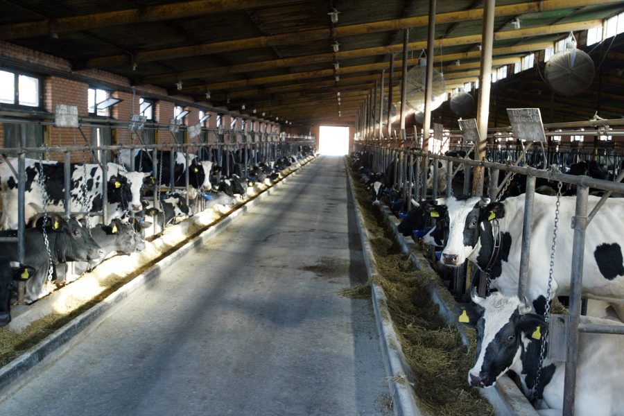 Cows feed in stalls at the dairy farm