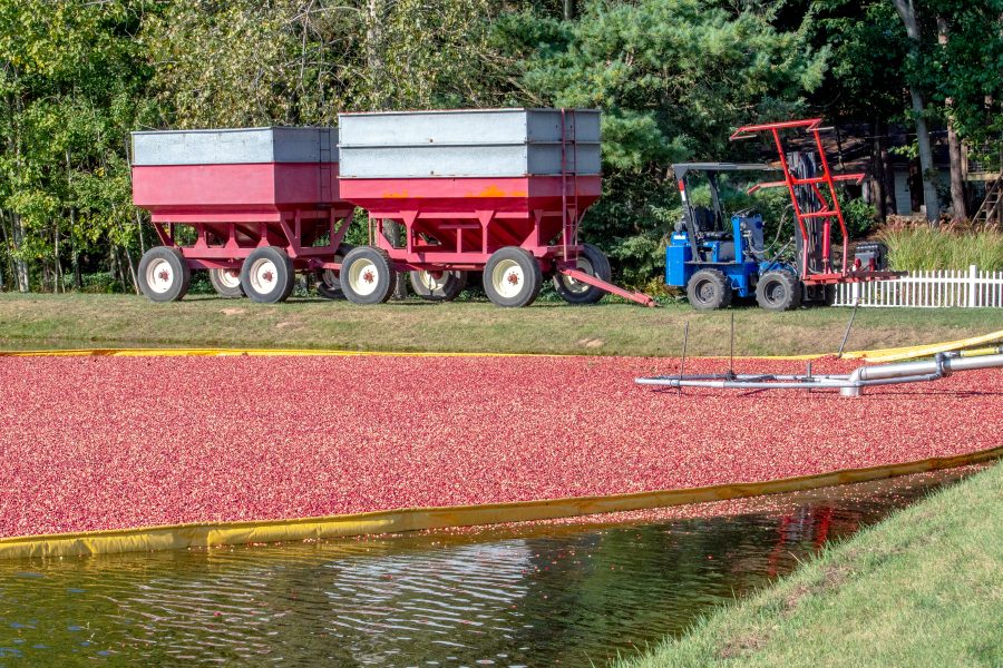 Harvesting cranberries at a farm in Michigan USA , a crop only found in north america