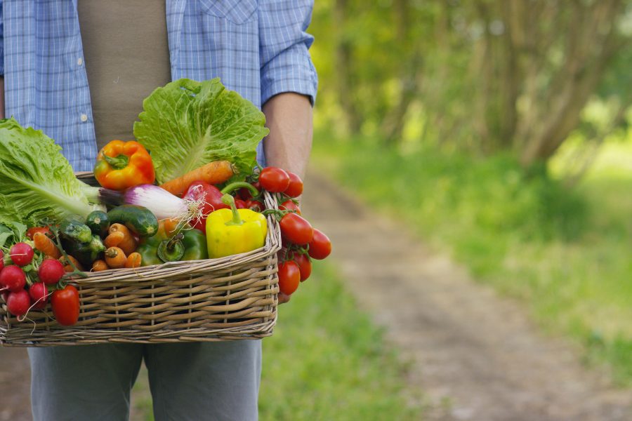 Portrait of a happy young farmer holding fresh vegetables in a basket. On a background of nature The concept of biological, bio products, bio ecology, grown by own hands, vegetarians, salads healthy